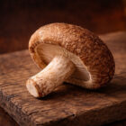 Shiitake Pilz